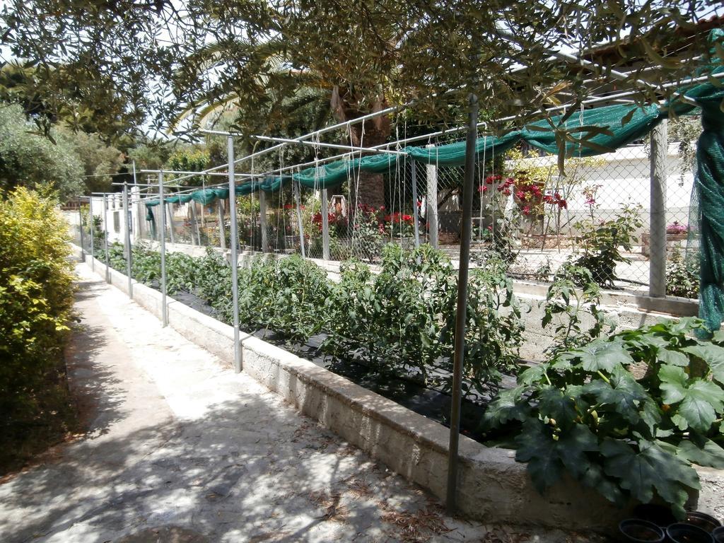 Olive House Apartment Elia Nikitis Exterior photo